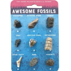 Fat Brain Toy Awesome Fossils - Hand-Sized Collection New